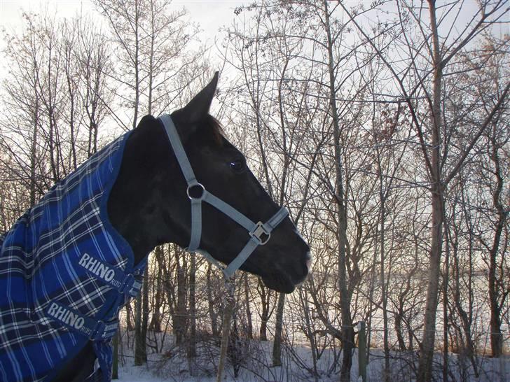 Dansk Varmblod Malue Åbo - 19. Skønheden i sneen :)  billede 19