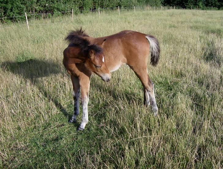 Anden særlig race Surviver SOLGT - vivsens føl  Lille Stjerne<3 billede 6