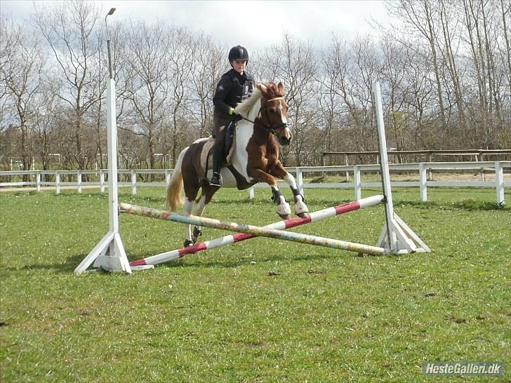 Pinto Kastanjehøjs Julischka<3 (tidligere lånepony) - Springtræning på søde Julle!<3 billede 19