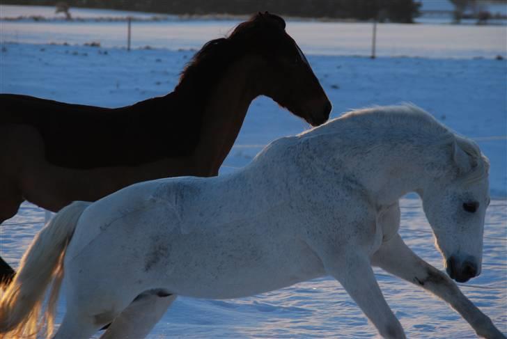 New Forest Til's Gustaaf - Gaaaalt billed :D<33 billede 9