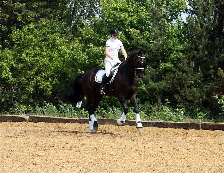 Dansk Varmblod ATNON - Atnon og jeg varmer op så vi er klar her i en galop ( 22/5-2011) billede 5