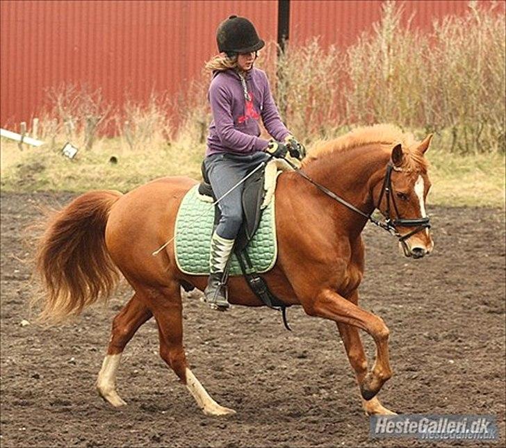 Anden særlig race Salsa billede 2