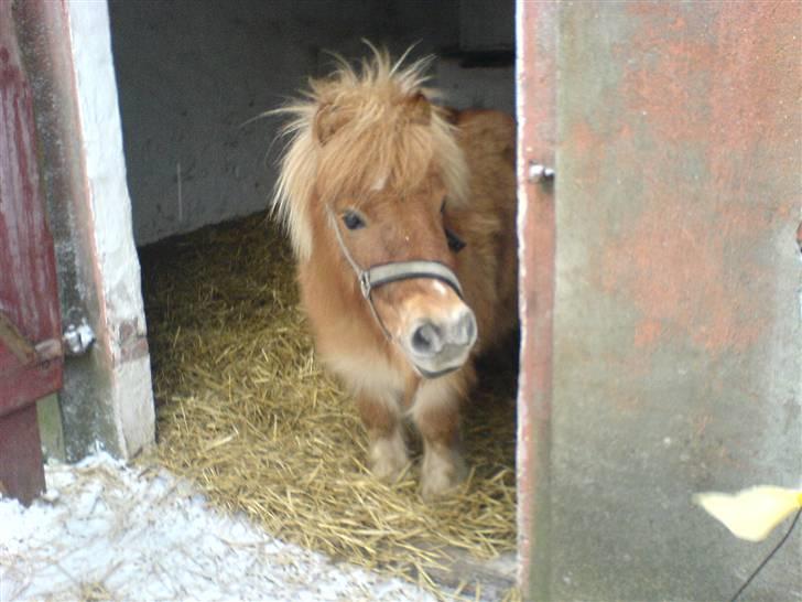 Shetlænder Makker (min egen) - Her kan du se makker han nyder de rare sne fnuk billede 1