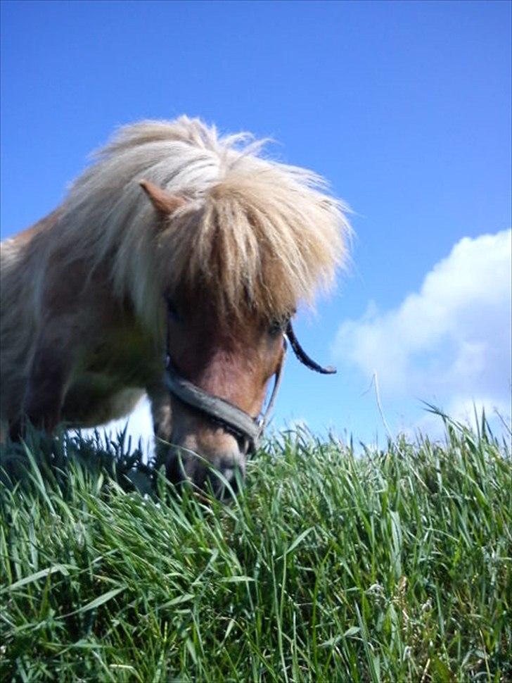 Shetlænder Makker (min egen) billede 2