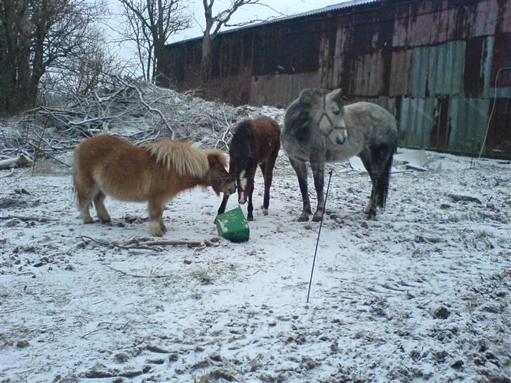 Shetlænder Makker (min egen) - et familie billed                    ps. det er ikke hans rigtige familie billede 3