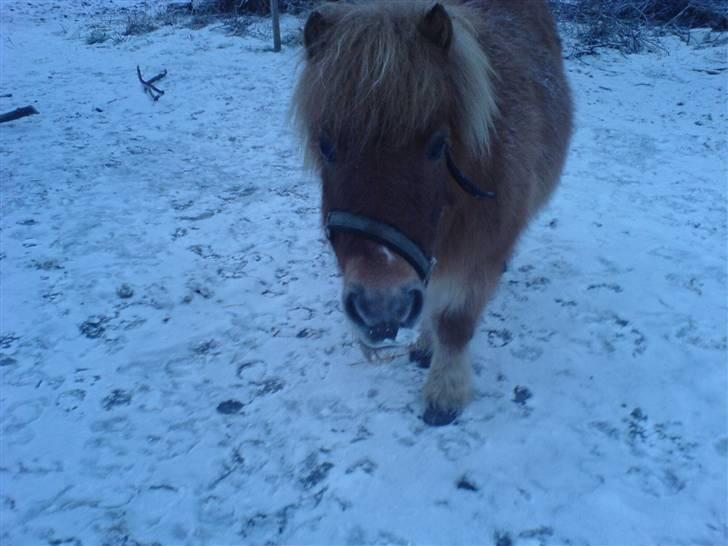 Shetlænder Makker (min egen) - makker billede 4