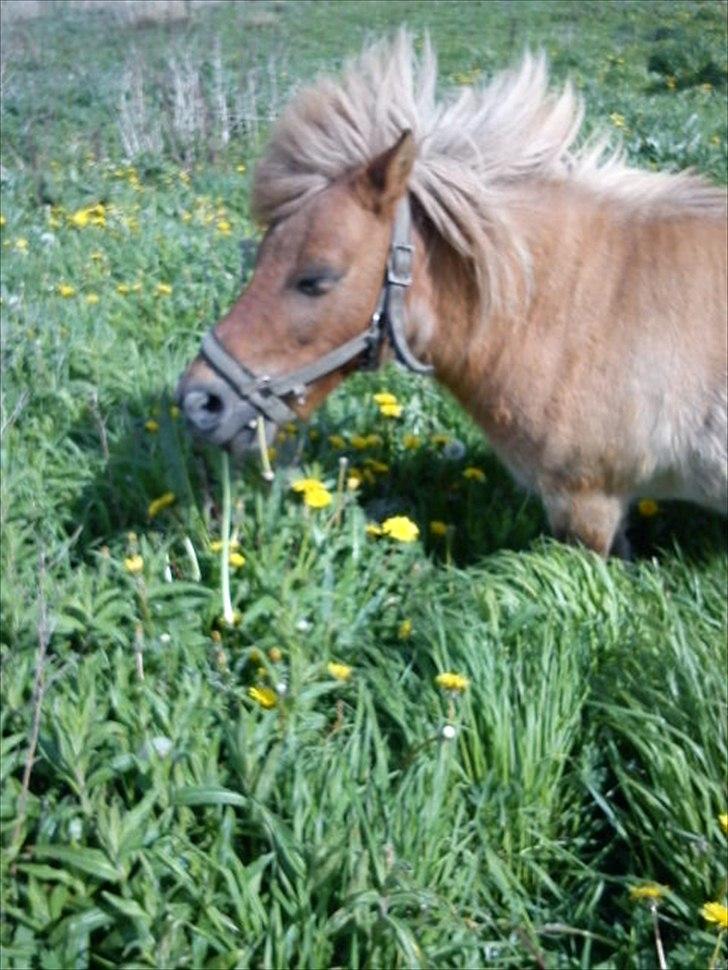 Shetlænder Makker (min egen) - makker igen billede 5