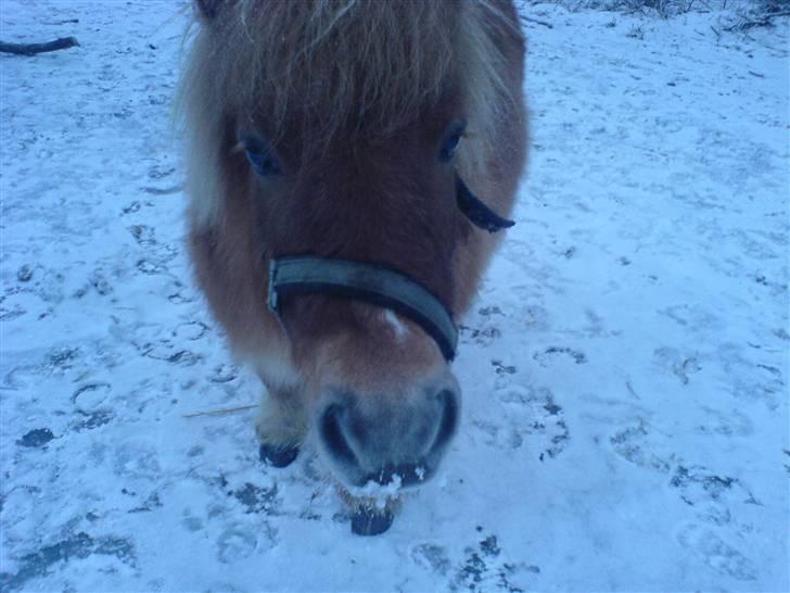 Shetlænder Makker (min egen) - makker igen igen billede 6