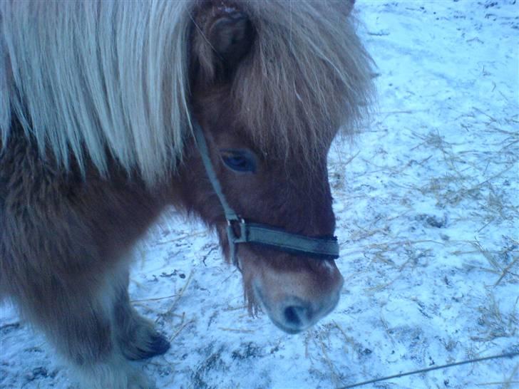 Shetlænder Makker (min egen) - makker igen igen igen billede 7