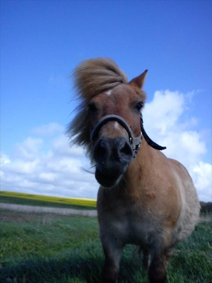 Shetlænder Makker (min egen) billede 8