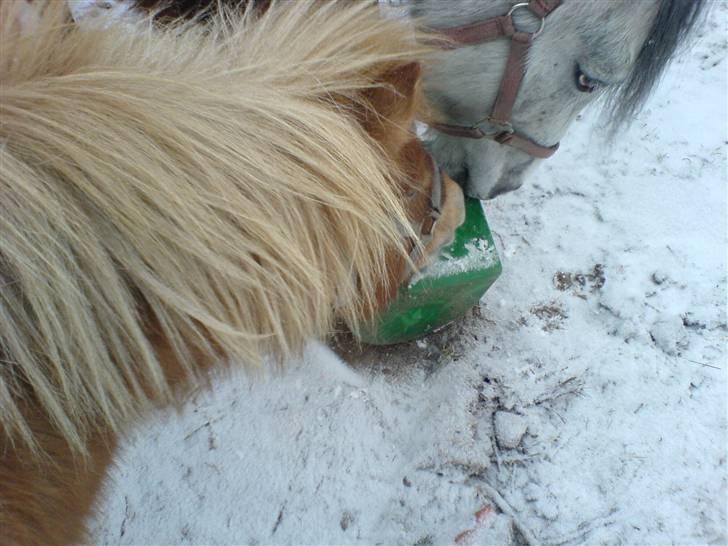 Shetlænder Makker (min egen) - makker der elsker sne billede 9