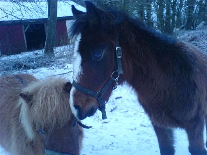 Shetlænder Makker (min egen) - makker og krølle billede 10
