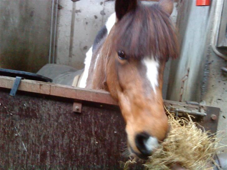 Anden særlig race Color solgt - Dagen efter jeg fik hende :* billede 4