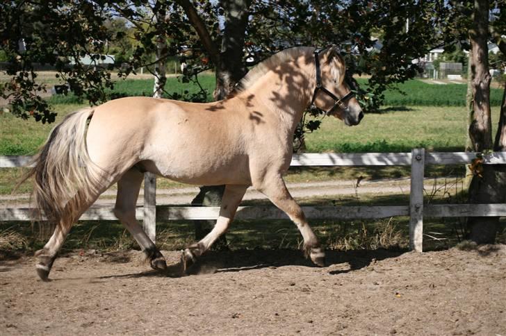 Fjordhest Aks Frølunde billede 14