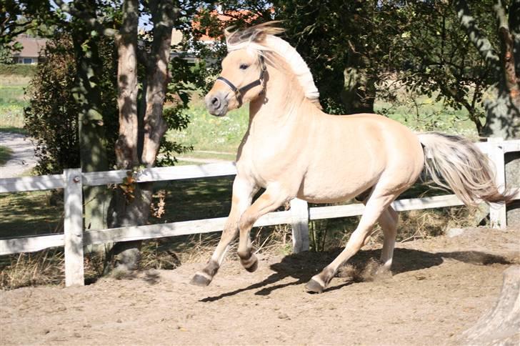 Fjordhest Aks Frølunde billede 15