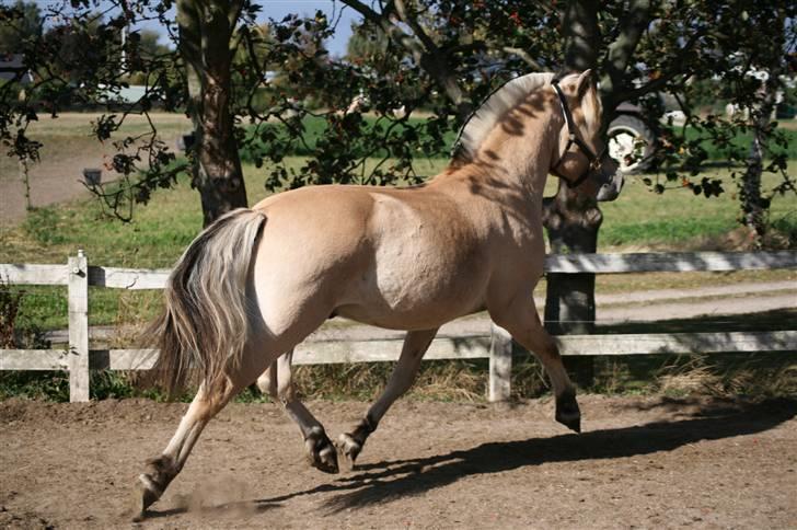 Fjordhest Aks Frølunde billede 16