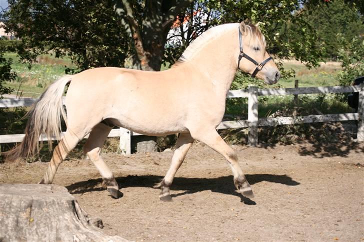 Fjordhest Aks Frølunde billede 17