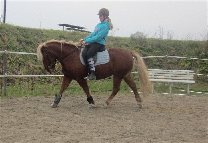 Haflinger jumber*Mit et og alt* - første gang det lykkes mig at få jumber til at gå pænt er rigtig glad :D! elsker ham<3 taget af: Den fantastiske cecilie! <3  billede 15