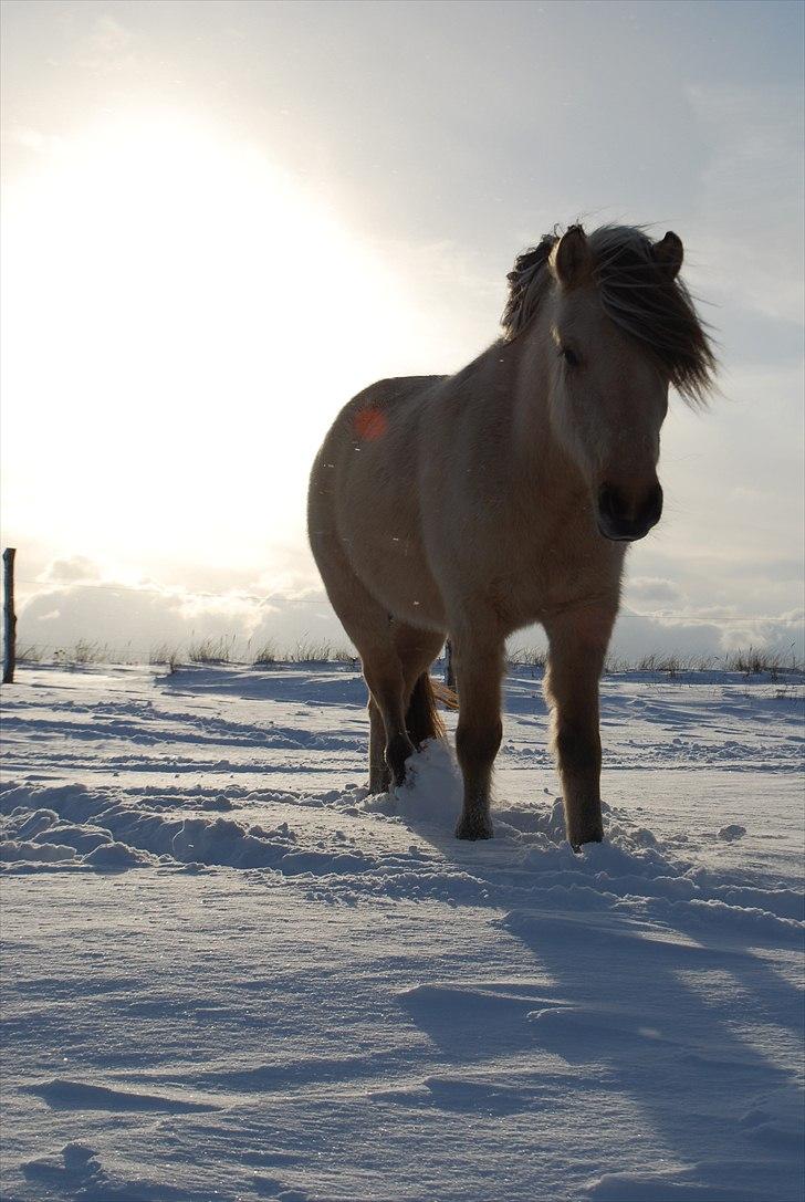 Anden særlig race Klithusets Molly - Vinter 2011 billede 11