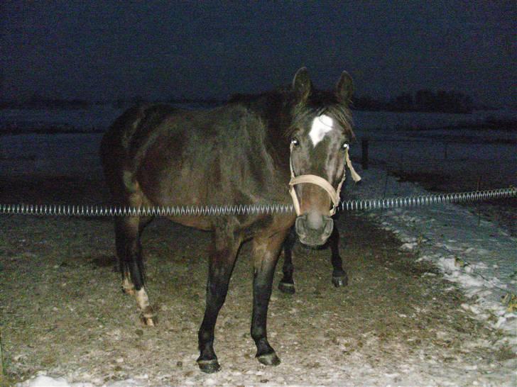 Dansk Varmblod loree quintus (junior) billede 17