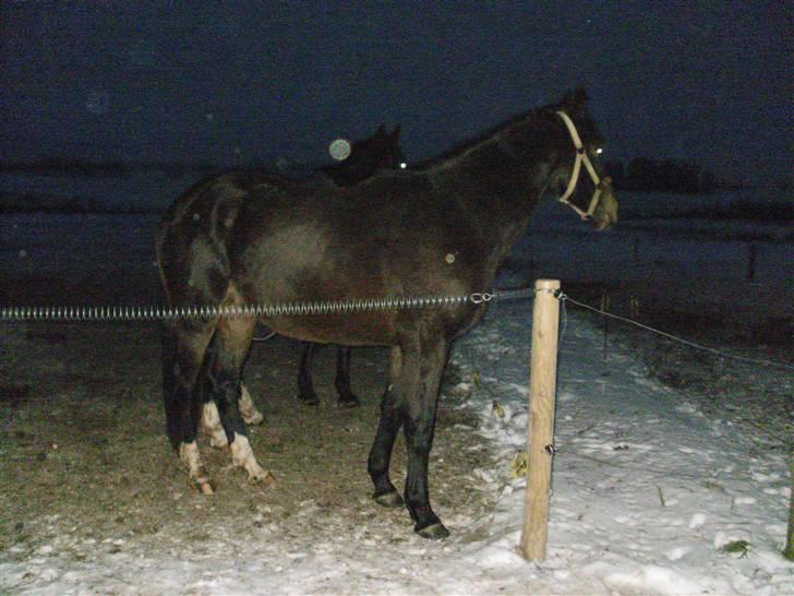 Dansk Varmblod loree quintus (junior) billede 18