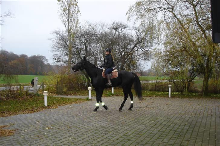 Traver Black Progress - På en ridetur hvor vi lige var hjemme et smut. billede 2