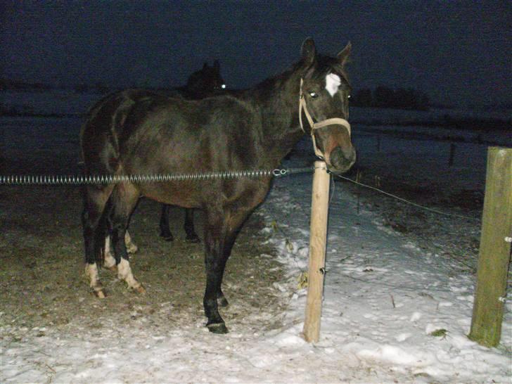 Dansk Varmblod loree quintus (junior) billede 19