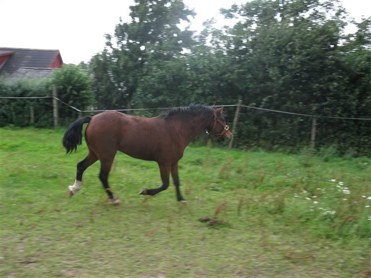 Dartmoor Lille per (savnet<3 - 5. lækker per  billede 5