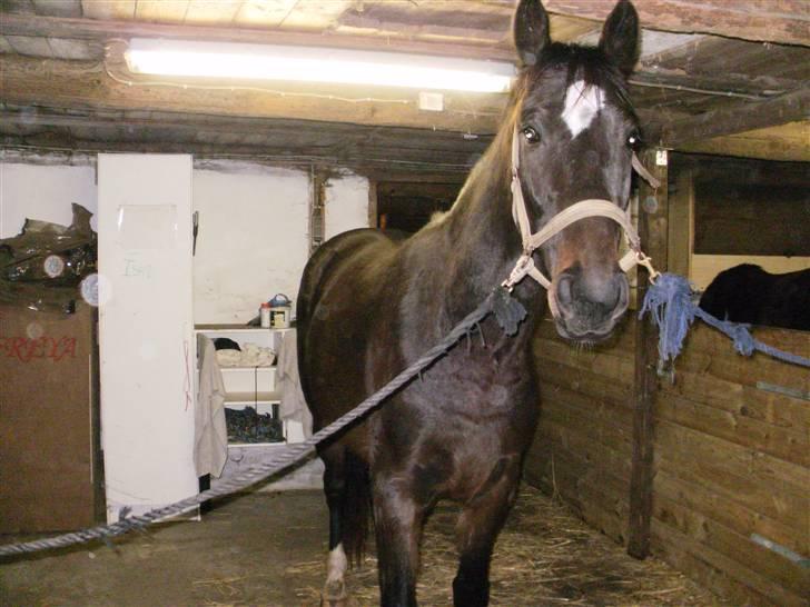 Dansk Varmblod loree quintus (junior) billede 20