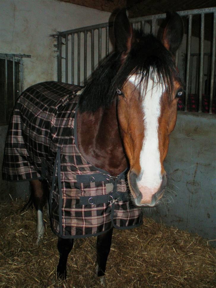 Anden særlig race Monsours Destiny C - SOLGT - Smuk hest, i smuk boks!<3. billede 19