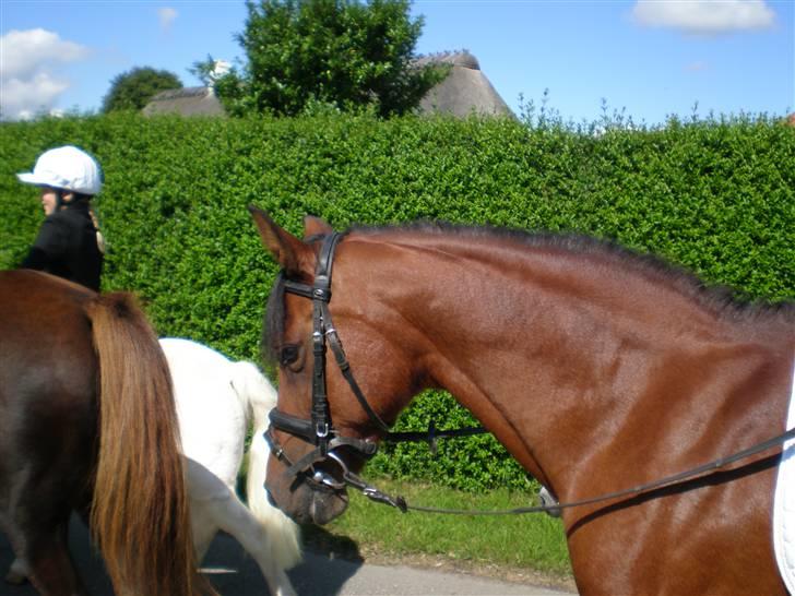 Anden særlig race Surviver SOLGT - Optog til ringridning. Hun tager det helt cool billede 7