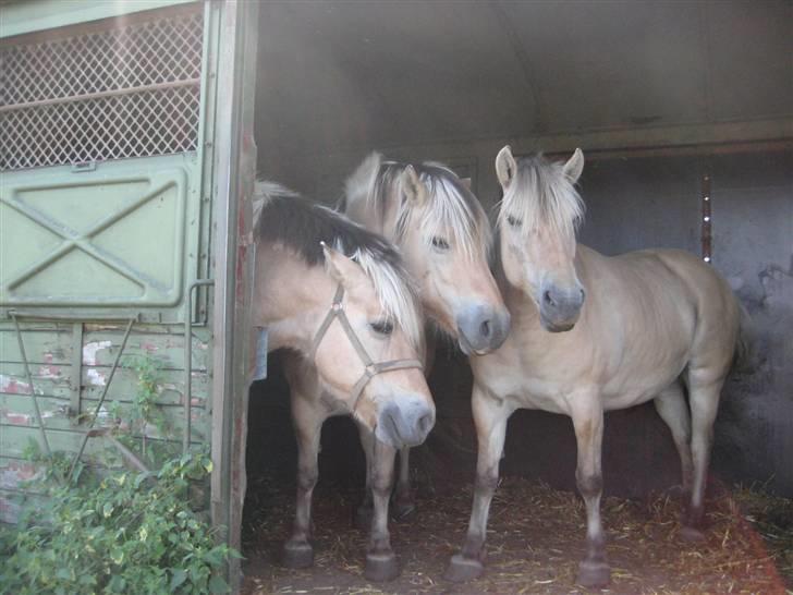 Fjordhest Valdemar † R.I.P † - Valdemar sammen med sin mor og Nobelis :) Fra venstre: Lotus, Valdemar og Nobelis :) <3 billede 11