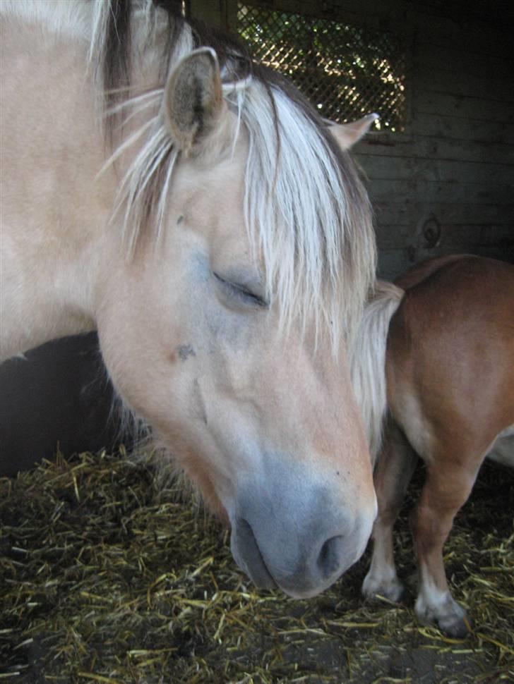 Fjordhest Valdemar † R.I.P † billede 12