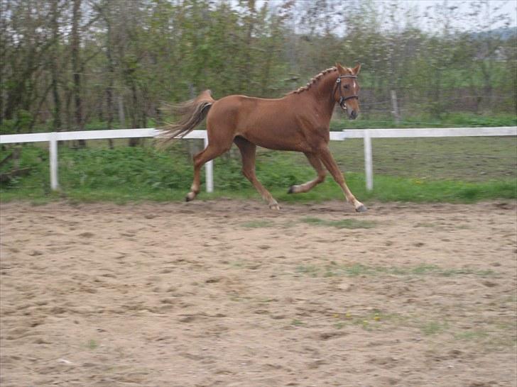 DSP Larsmindes Filanté-SOLGT billede 18