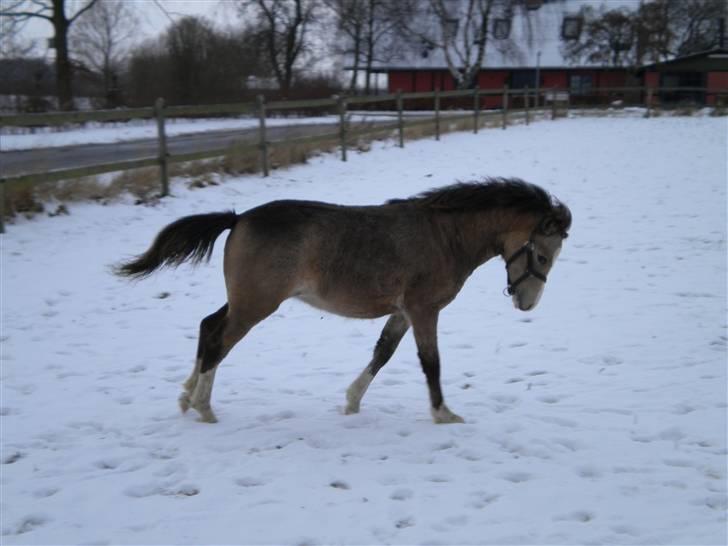 Welsh Mountain (sec A) Skuderups Starlight - Januar 2010 billede 18