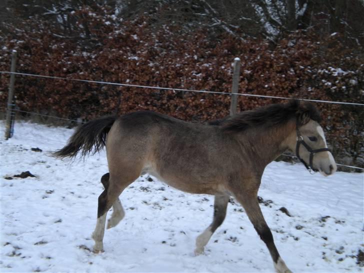 Welsh Mountain (sec A) Skuderups Starlight - I fuld fart jan 2010 billede 19