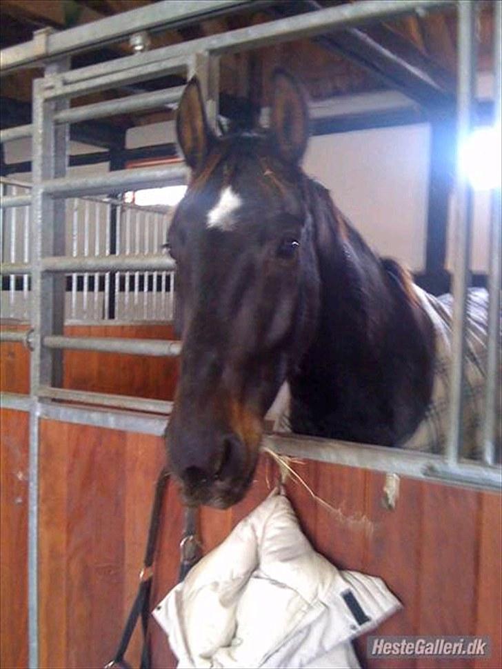 Anden særlig race Zafir Granly R.I.P - ca 1/2 time efter jeg fik min basse hjem :D elsker dig trol billede 19