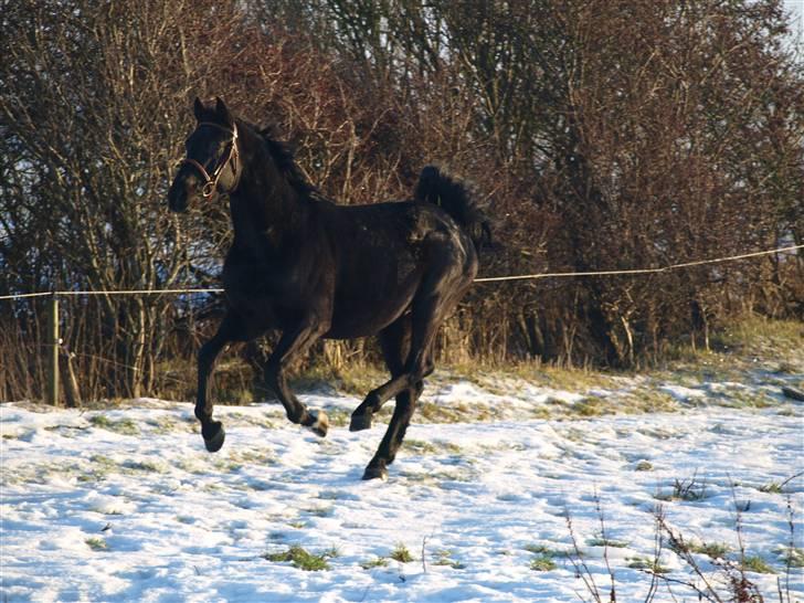 Knabstrupper Loke billede 12