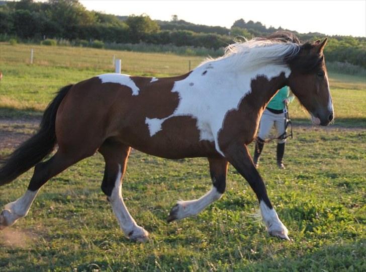 Anden særlig race Balou billede 12