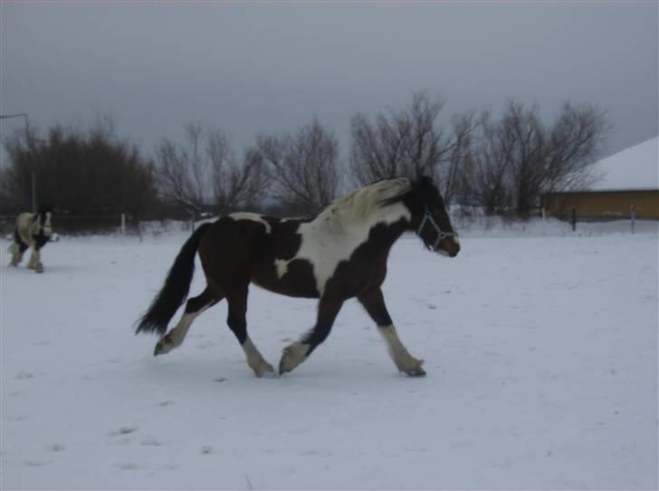 Anden særlig race Balou billede 13