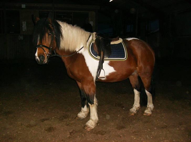 Anden særlig race Balou billede 14