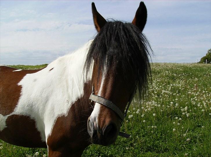 Anden særlig race Balou billede 15
