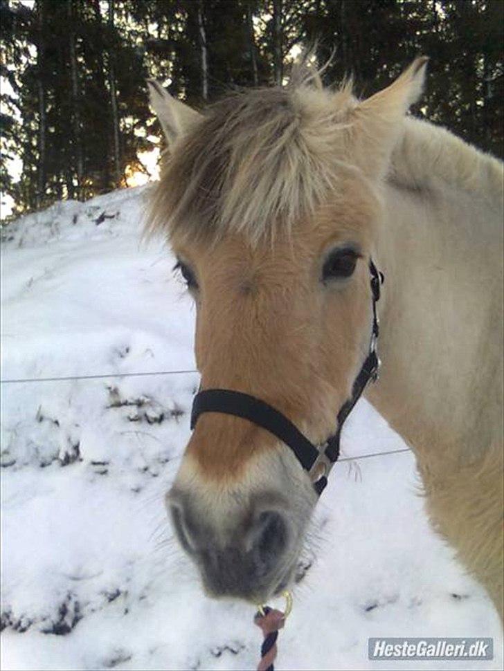 Fjordhest Donna Rest in peace† :''( - Velkommen til Donna´s profil billede 1