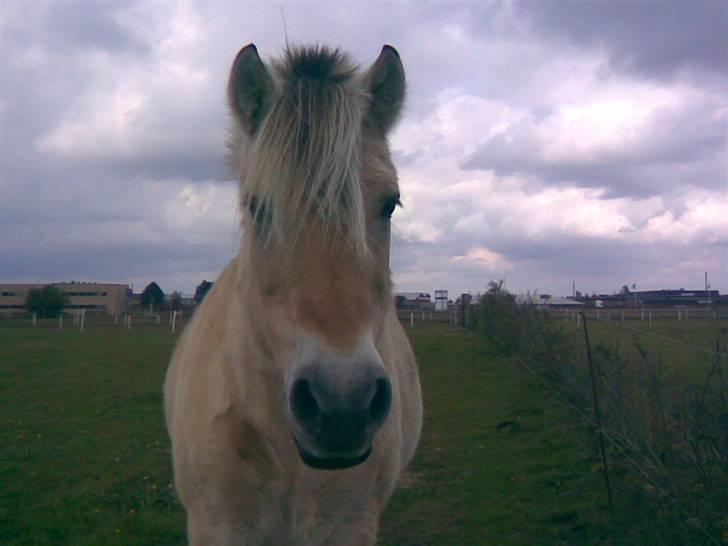 Fjordhest Donna Rest in peace† :''( - Donna på sommer græs billede 2