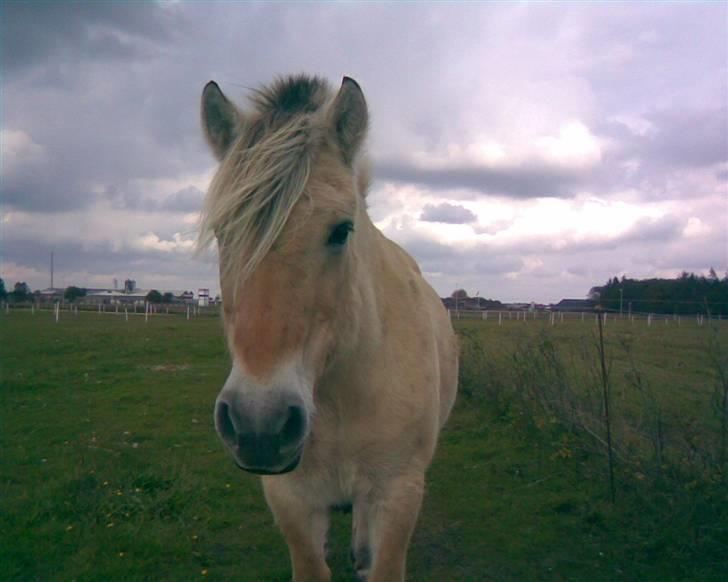 Fjordhest Donna Rest in peace† :''( - Sommeren 2009 billede 3