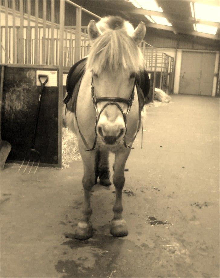 Fjordhest Donna Rest in peace† :''( billede 4