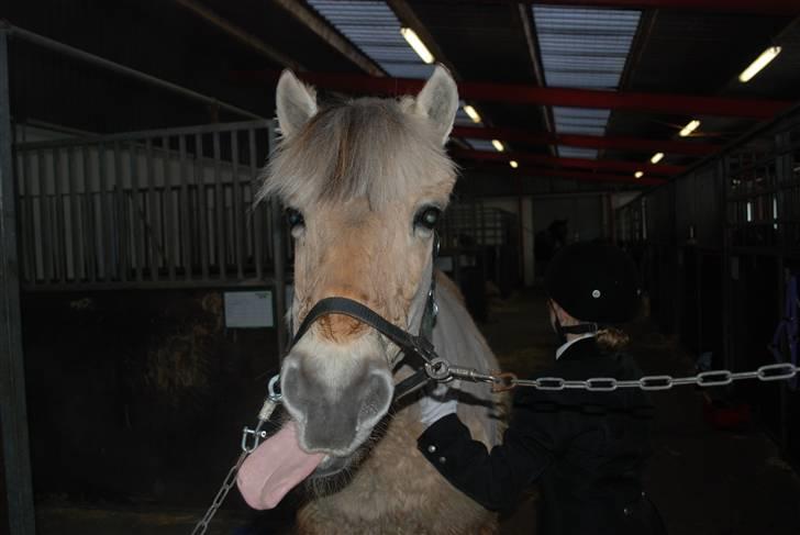 Fjordhest Donna Rest in peace† :''( - Donna efter stævne mit første stævne (LC1 1 plas) billede 5