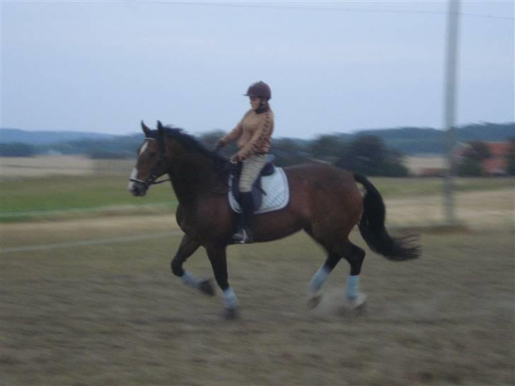 Oldenborg Teglgårdens Fielou R.I.P. - Galop, men han er ikke så god endnu  :) Foto: mor :) billede 7