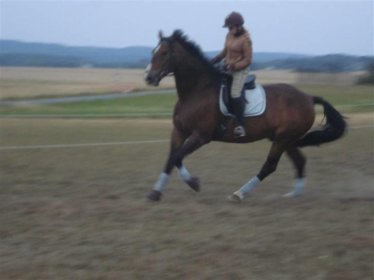 Oldenborg Teglgårdens Fielou R.I.P. - Galop, men han er ikke så god endnu  :) Foto: mor :) billede 8