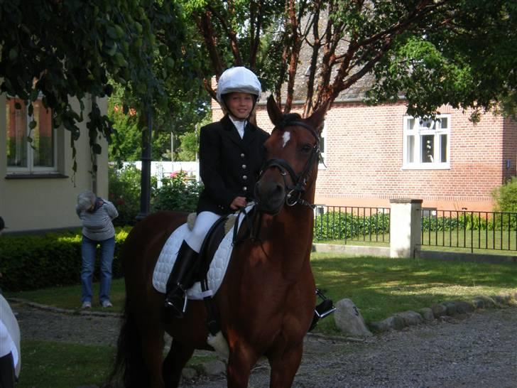 Anden særlig race Surviver SOLGT billede 8